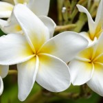 White Plumerias
